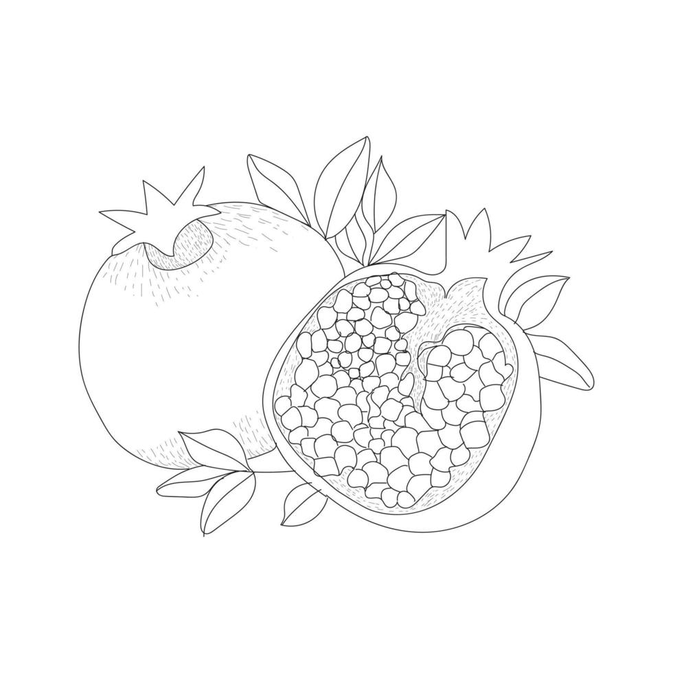 vector de granada dibujado a mano para colorear libros. granada lineal en estilo vintage. los frutos de guayaba de una y media granada están aislados en un fondo blanco. 11006642 Vector en vector de granada dibujado a mano para colorear libros. granada lineal en estilo vintage. los frutos de guayaba de una y media granada están aislados en un fondo blanco. 11006642 Vector en