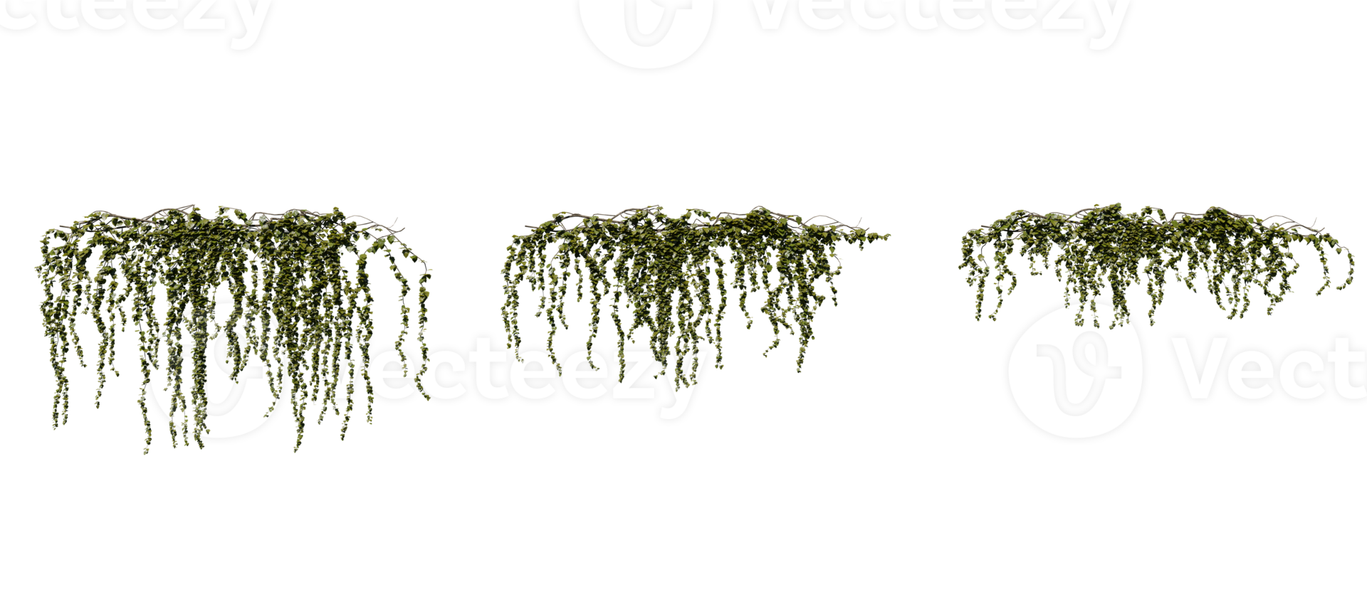 Beautiful green ivy with transparent background png