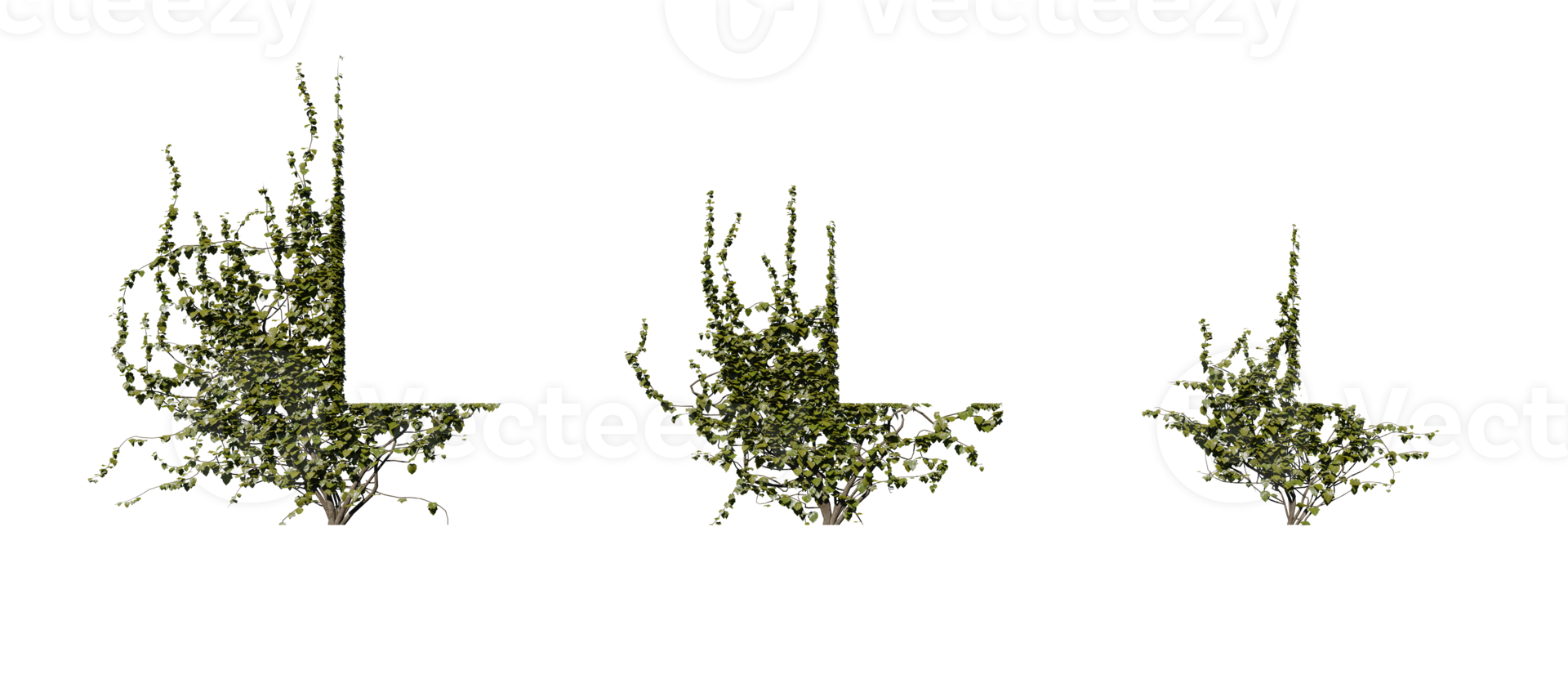 Beautiful green ivy with transparent background png