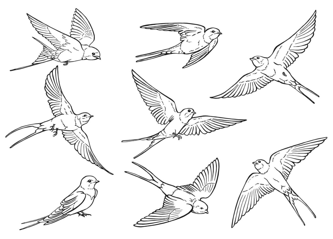 Set of flying swallow. Hand drawn illustration converted to vector. vector