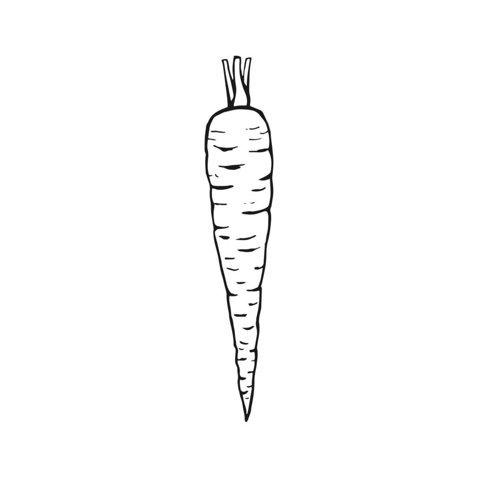 Carrot outline. Hand drawn vector illustration. Farm market product, isolated vegetable.