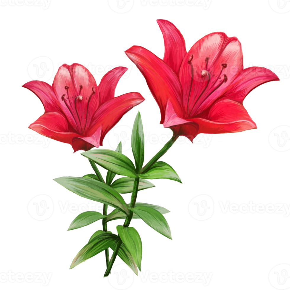 illustration de bouquet de fleurs de lys rouge png