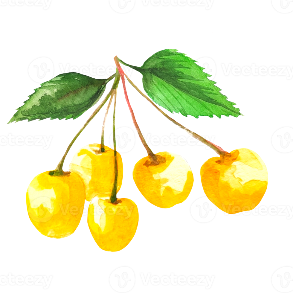 cherry illustration watercolor png