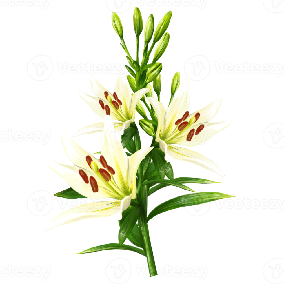 bouquet de fleurs de lys blanc, illustration d'hémérocalle png