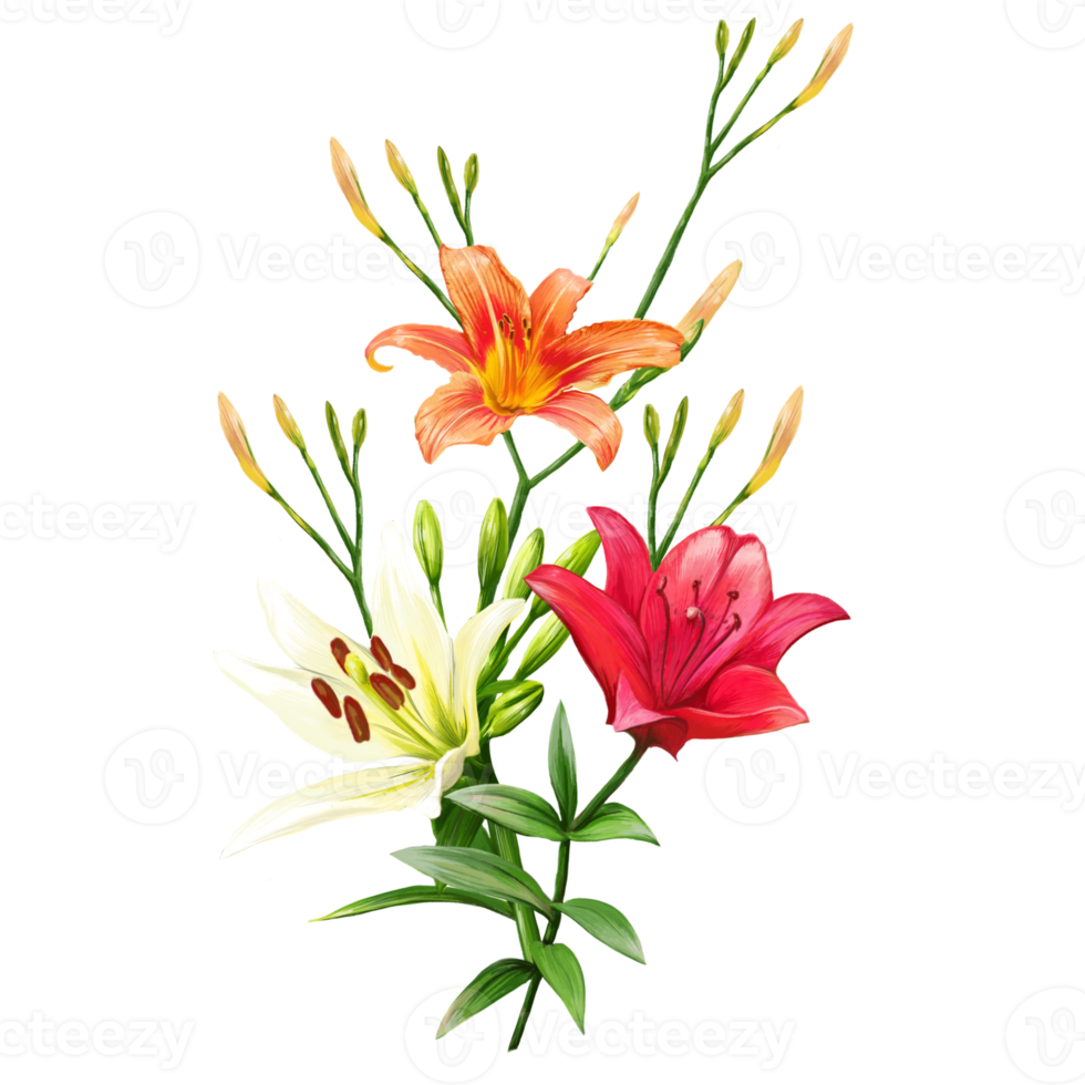bouquet of white and orange lily flowers, daylily illustration png