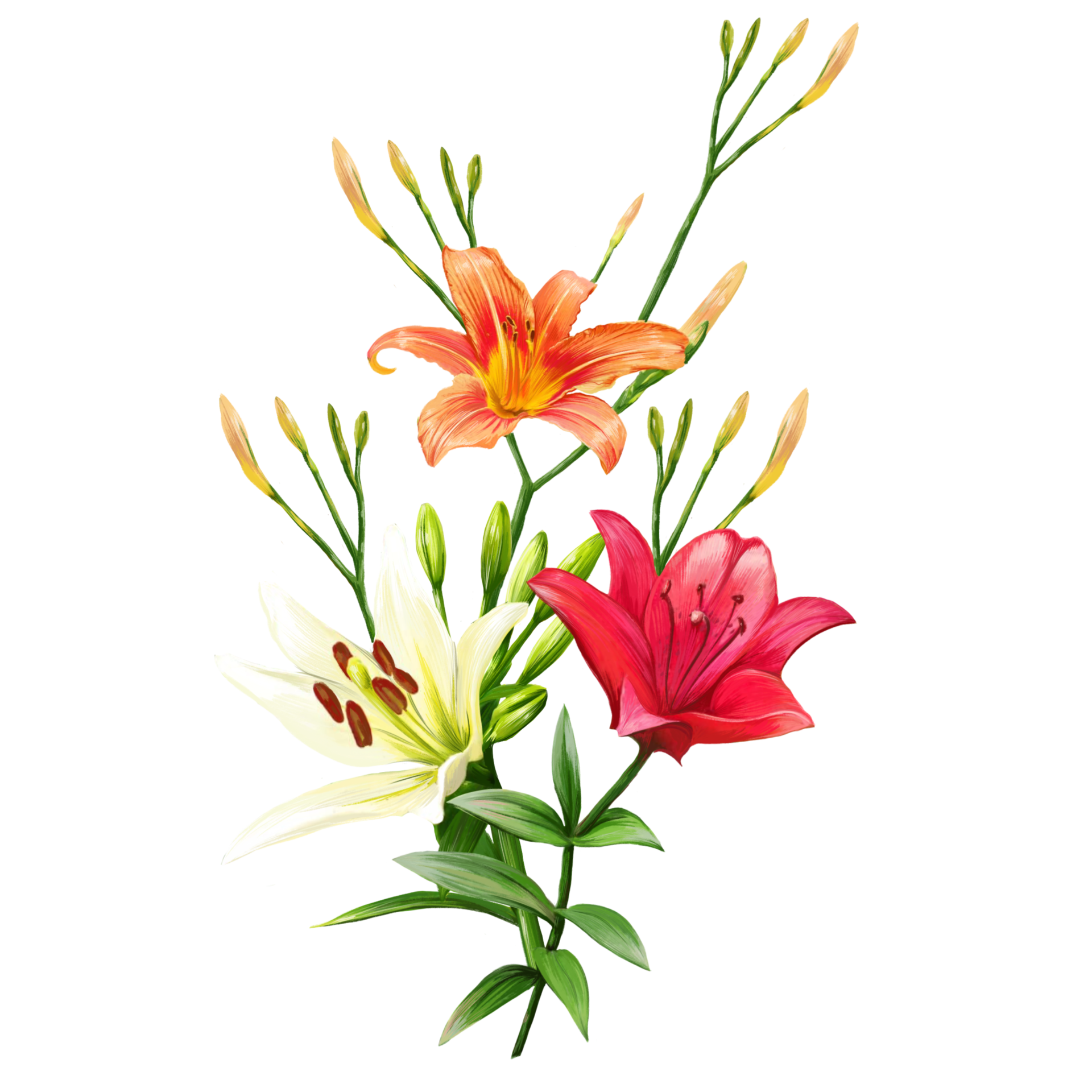 bouquet of white and orange lily flowers, daylily illustration 11015816 PNG