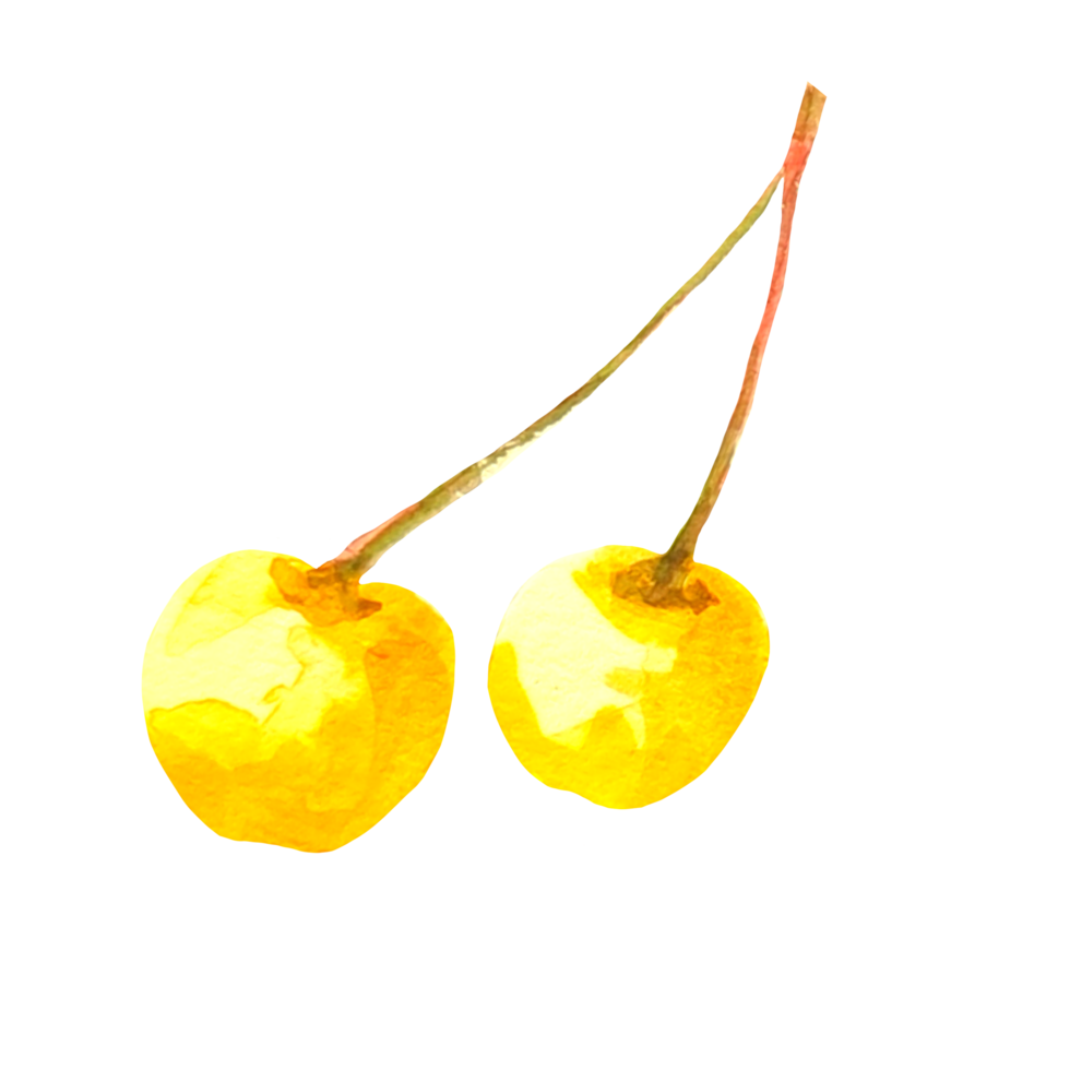 cherry watercolor illustration png