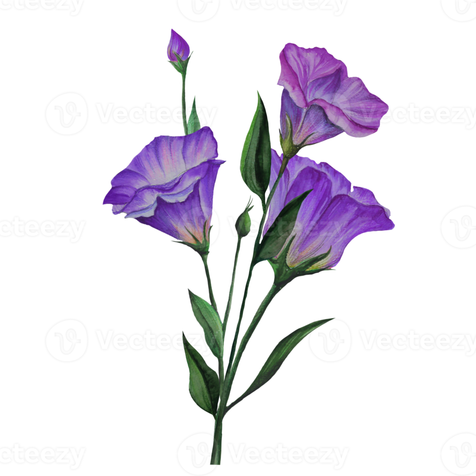 Eustoma blommor, lisianthus vattenfärg illustration png