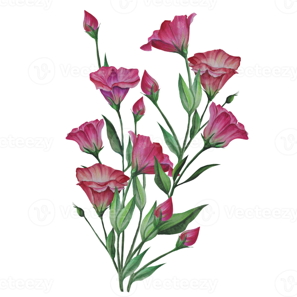 bouquet de fleurs d'eustoma, illustration aquarelle de lisianthus png