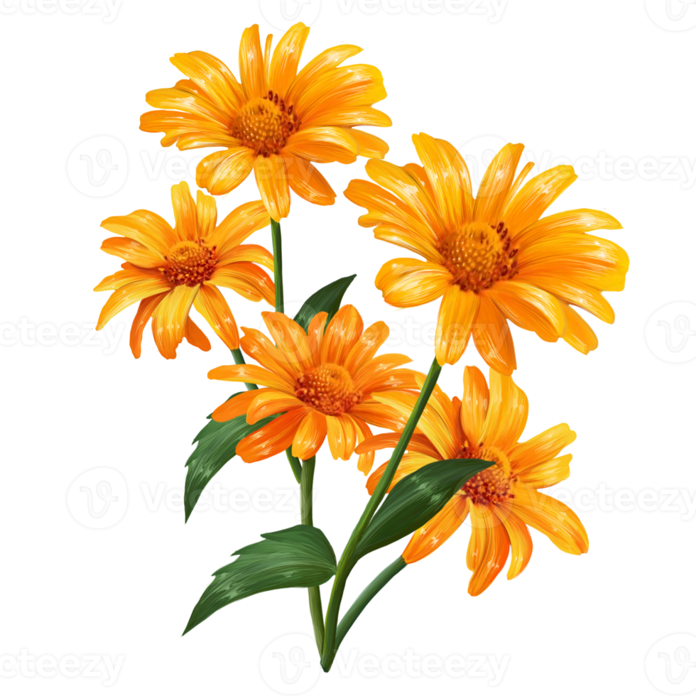 bouquet of flowers heliopsis illustration png