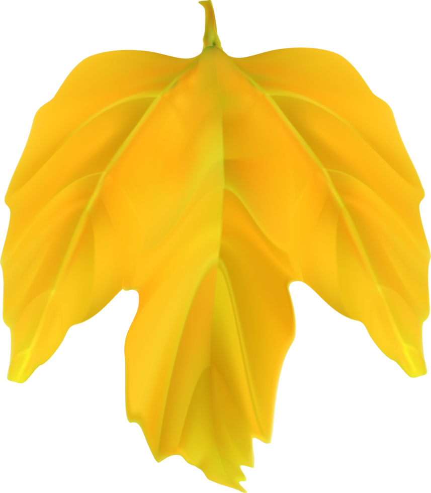 Autumn Fall Leaf png