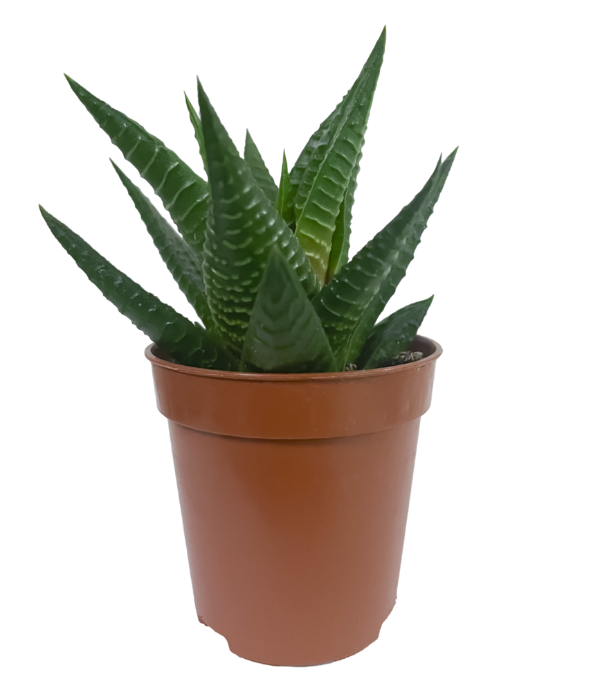 vetplant in een pot geïsoleerd png