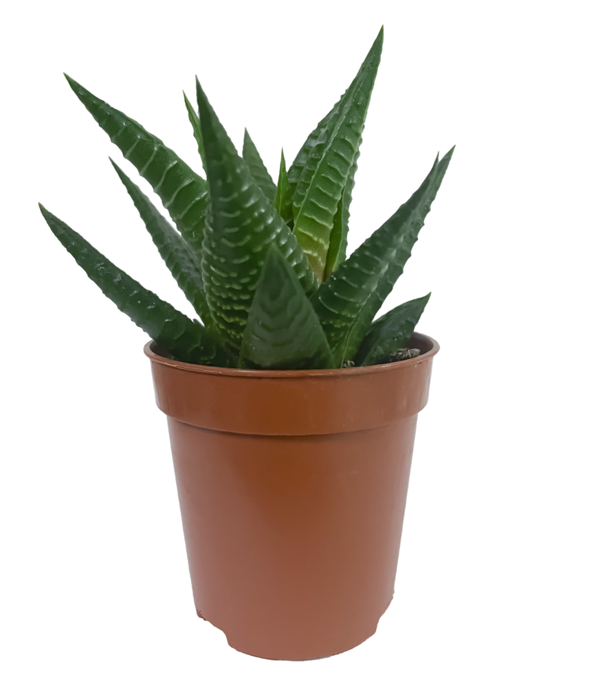 Succulent plant in a pot isolated png