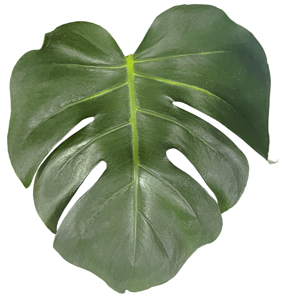 Green Monstera Leaf cut out png