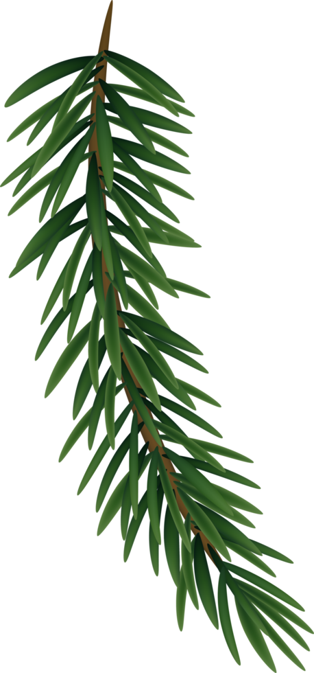 découpe de sapin réaliste vert naturel png