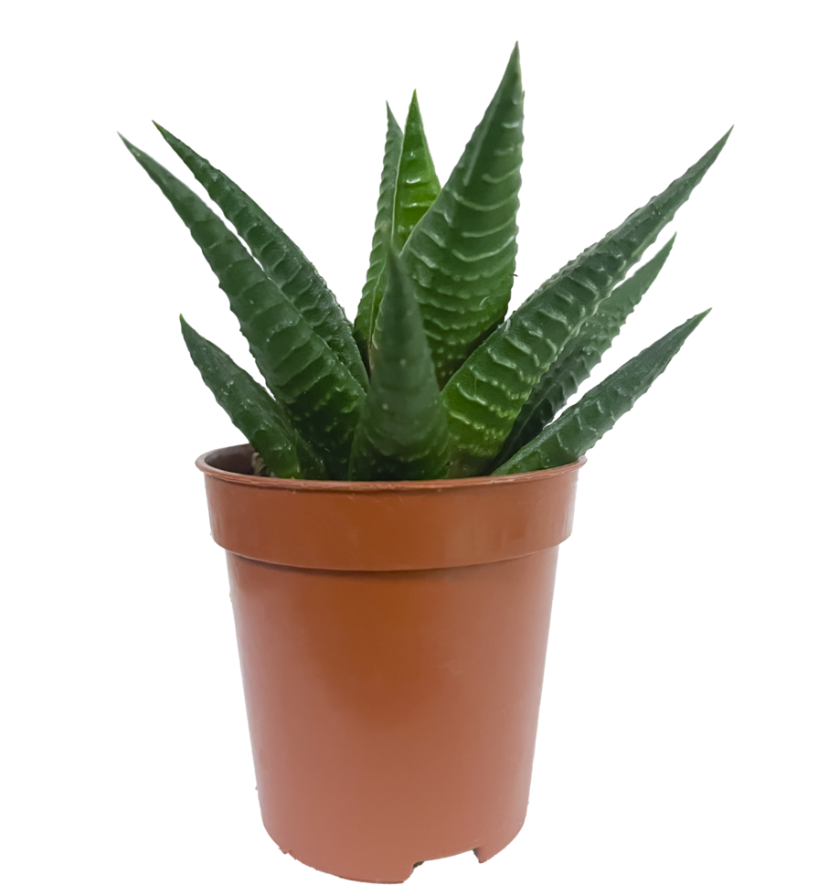 Succulent plant in a pot isolated png