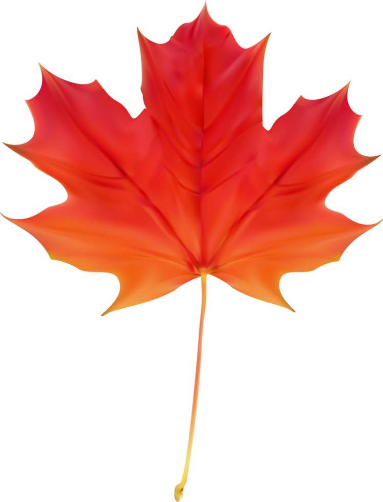 Autumn Fall Leaf png