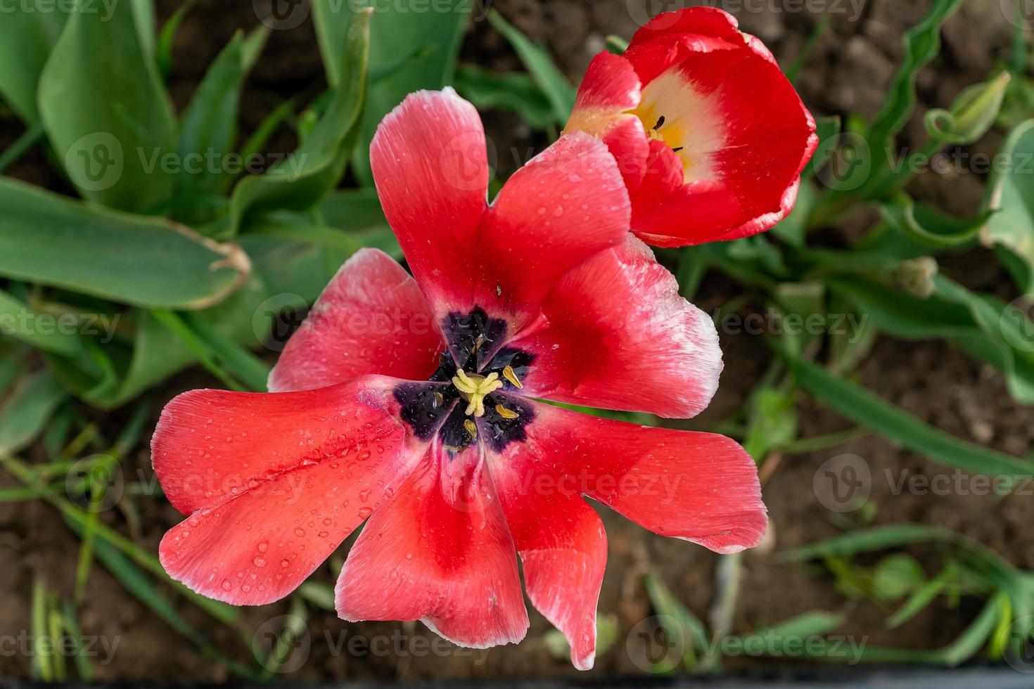 Top view of red blooming tulip flower growing in the garden photo