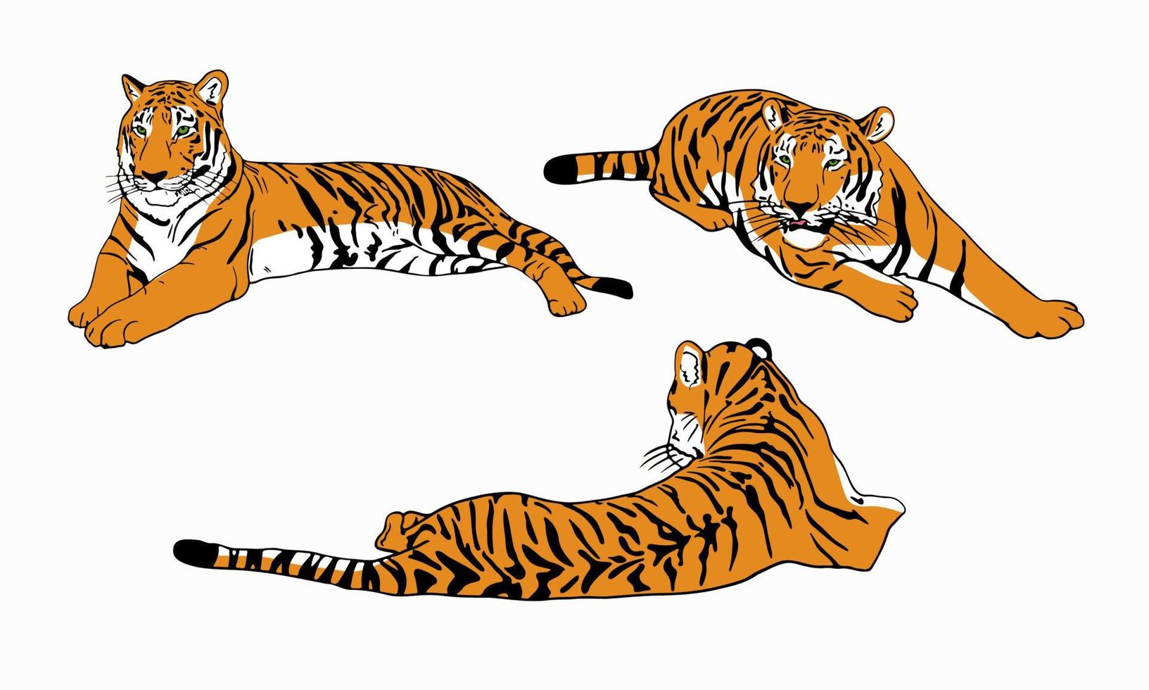 conjunto de tigres de color ilustración de vector de diseño de tigre chino simple aislado sobre fondo blanco