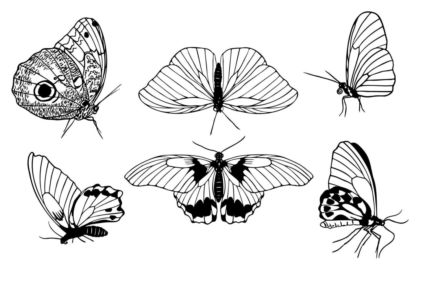 Set of hand drawn black outline butterflies on white background. Front and side view. Butterfly miimalistic sketch for tattoo, card, logo Vector illustration