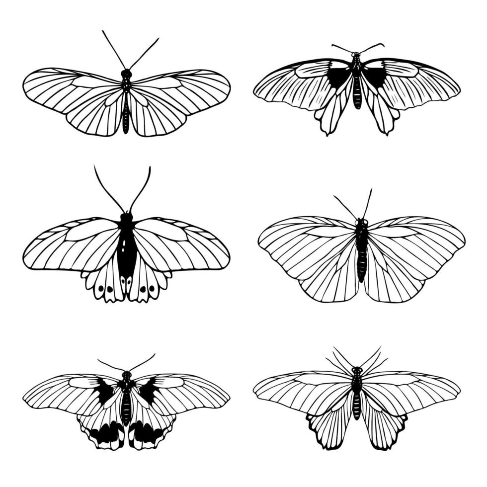 conjunto de mariposas de contorno negro dibujadas a mano sobre fondo blanco. boceto minimalista de mariposa. papilionidae, heliconius charithonia, hypolimnas bolina. ilustración vectorial vector