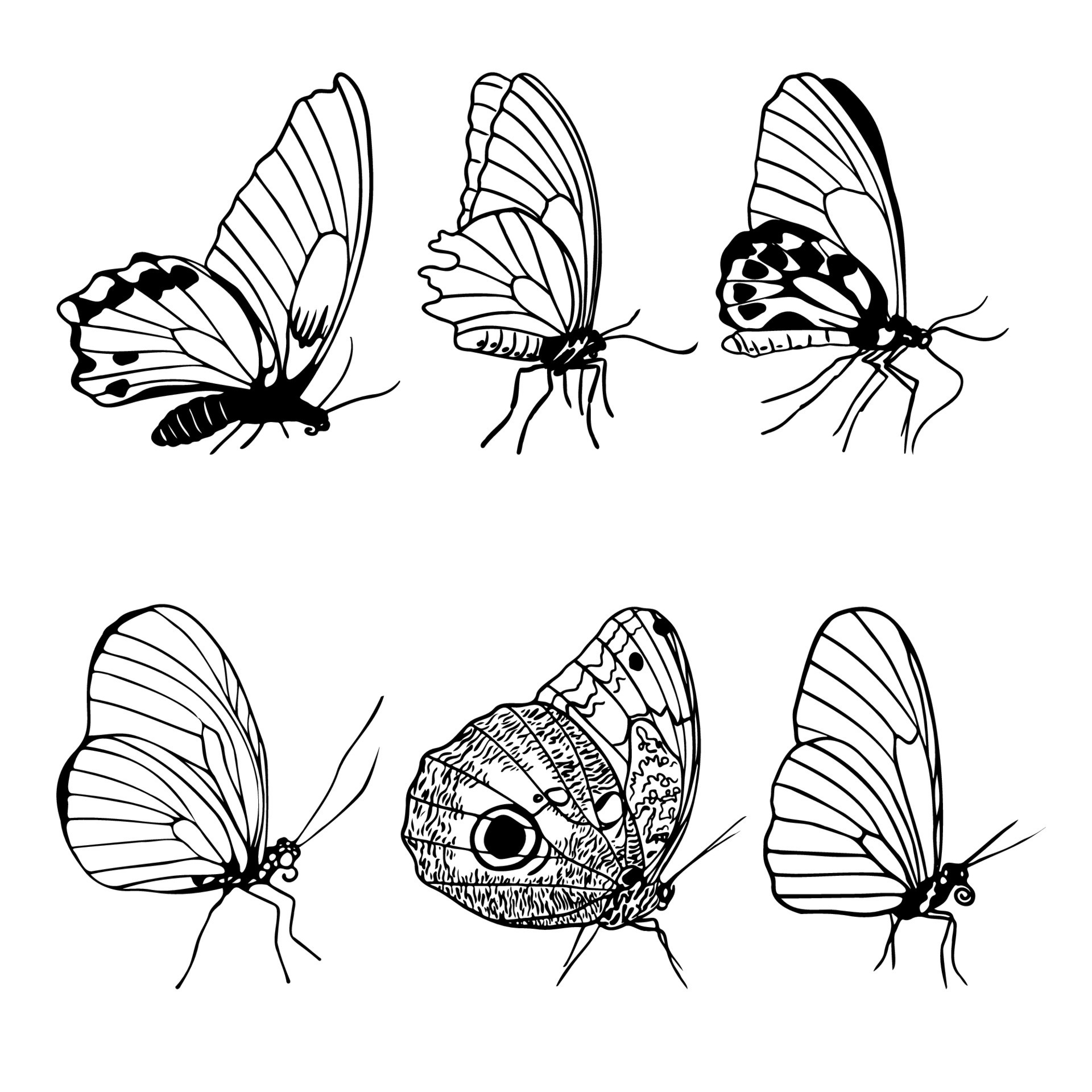 Set of side view butterflies silhouettes, monochrome style butterfly