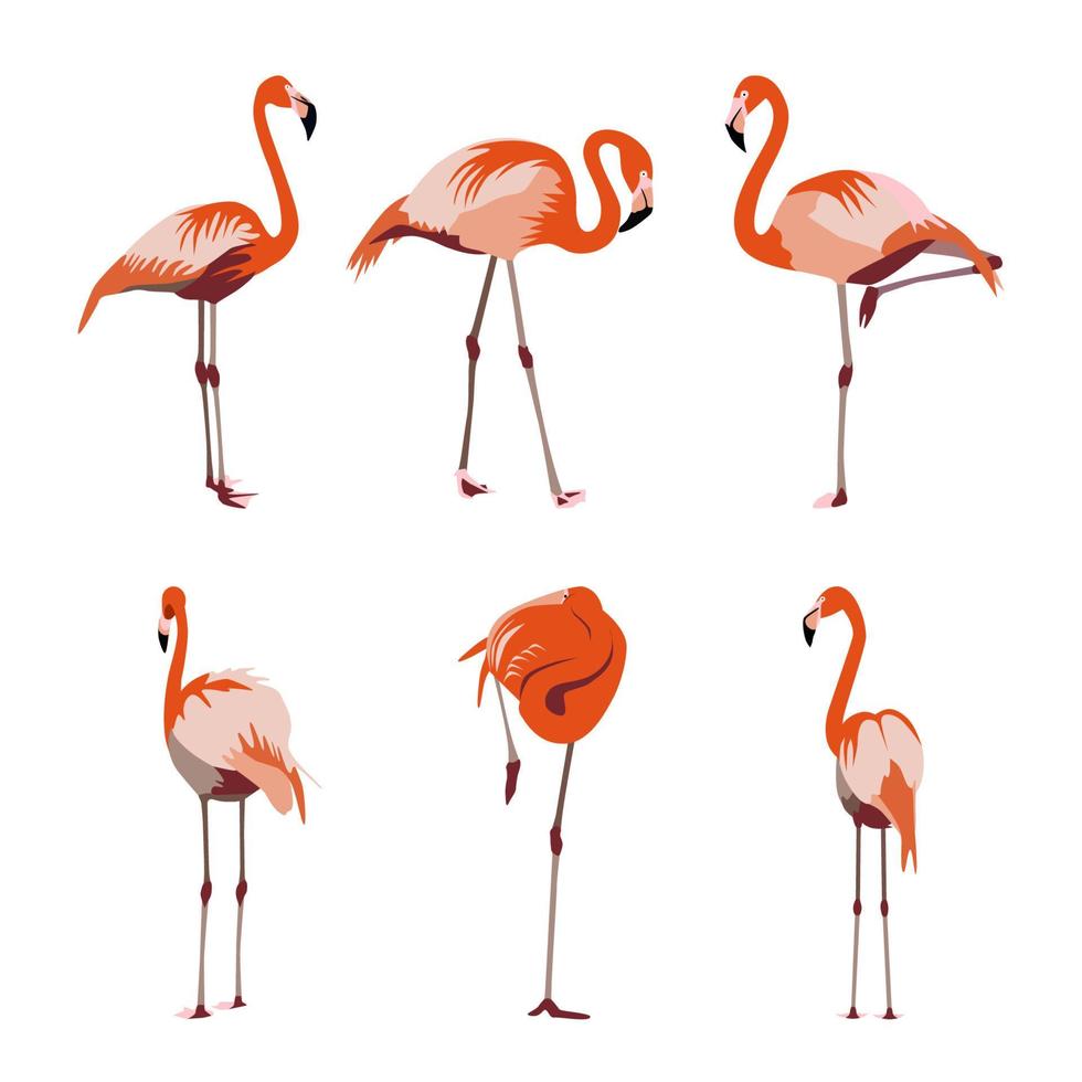 Ilustración de vector de conjunto de flamencos naranja rojo-amarillo y rosa. pájaro tropical exótico en diferentes poses para el diseño y patrones de telas decorativas. colección de flamencos aislada en blanco