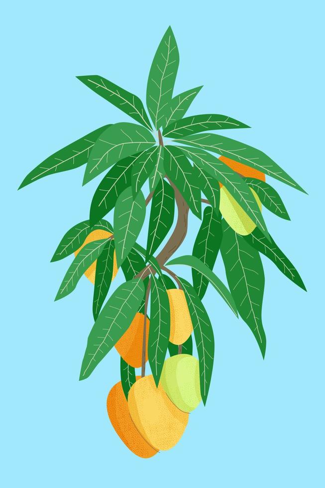 Mango fruit tree branch with foetus and leaves on blue background. Hand drawn orange and green vector illustration