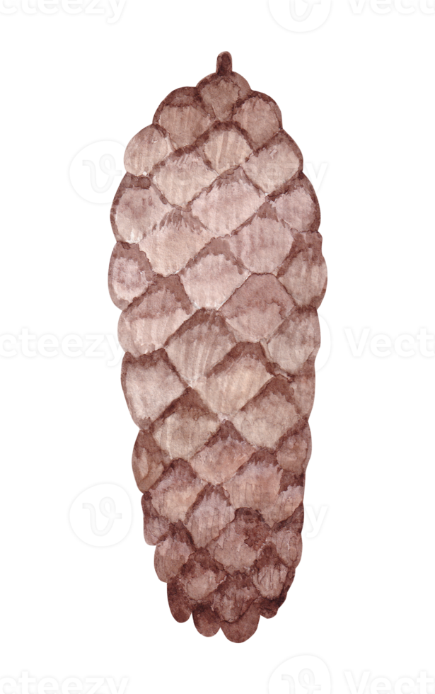 Watercolor illustration of a fir cone png