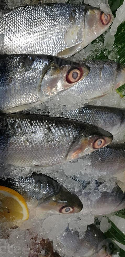 fresh milk fish or milkfish, Chanos chanos, Chanidae, Cretaceous, tautonym, awa, ava, bangus, bandeng, bolu, in the market photo