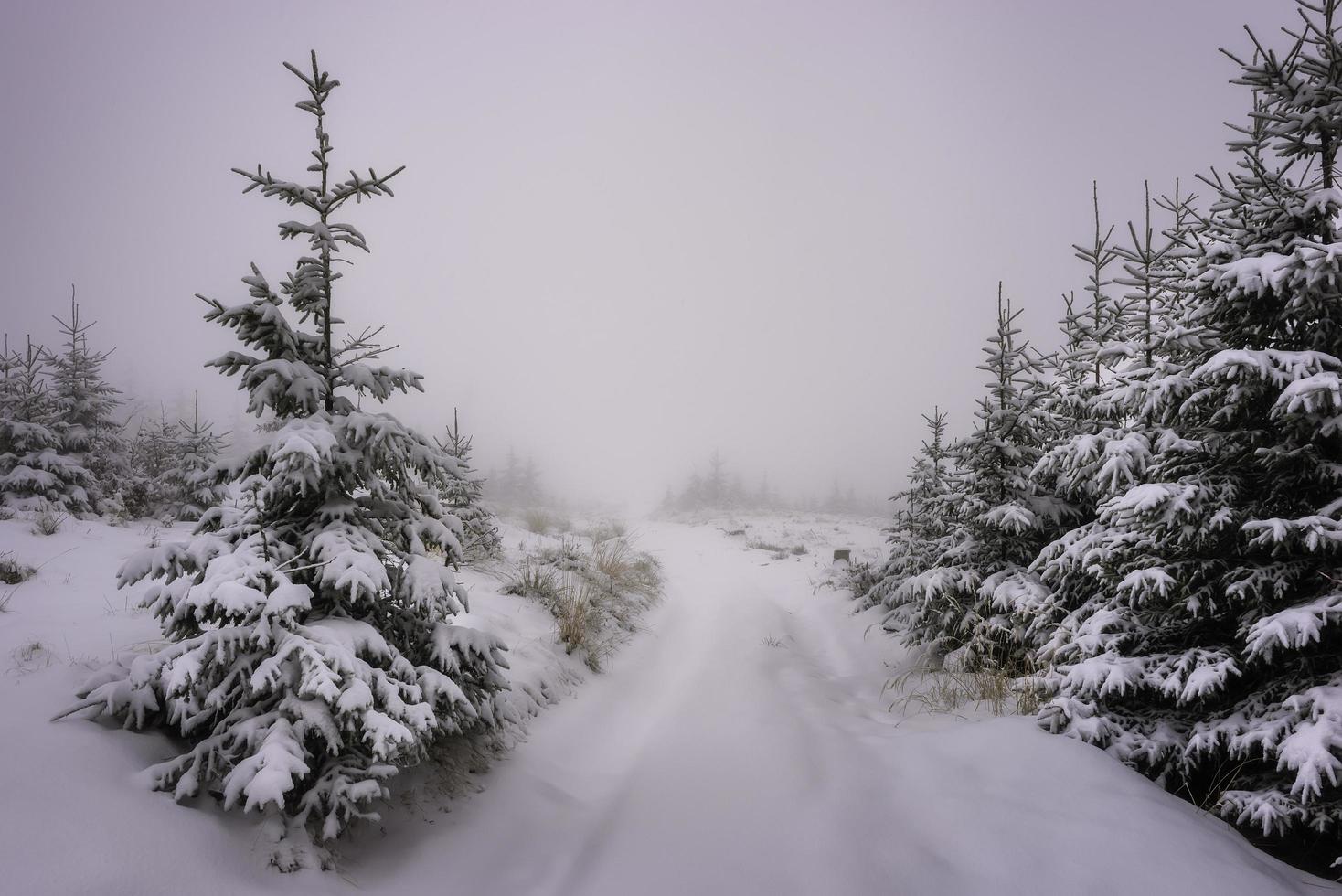 vista de abetos cubiertos de nieve fresca foto