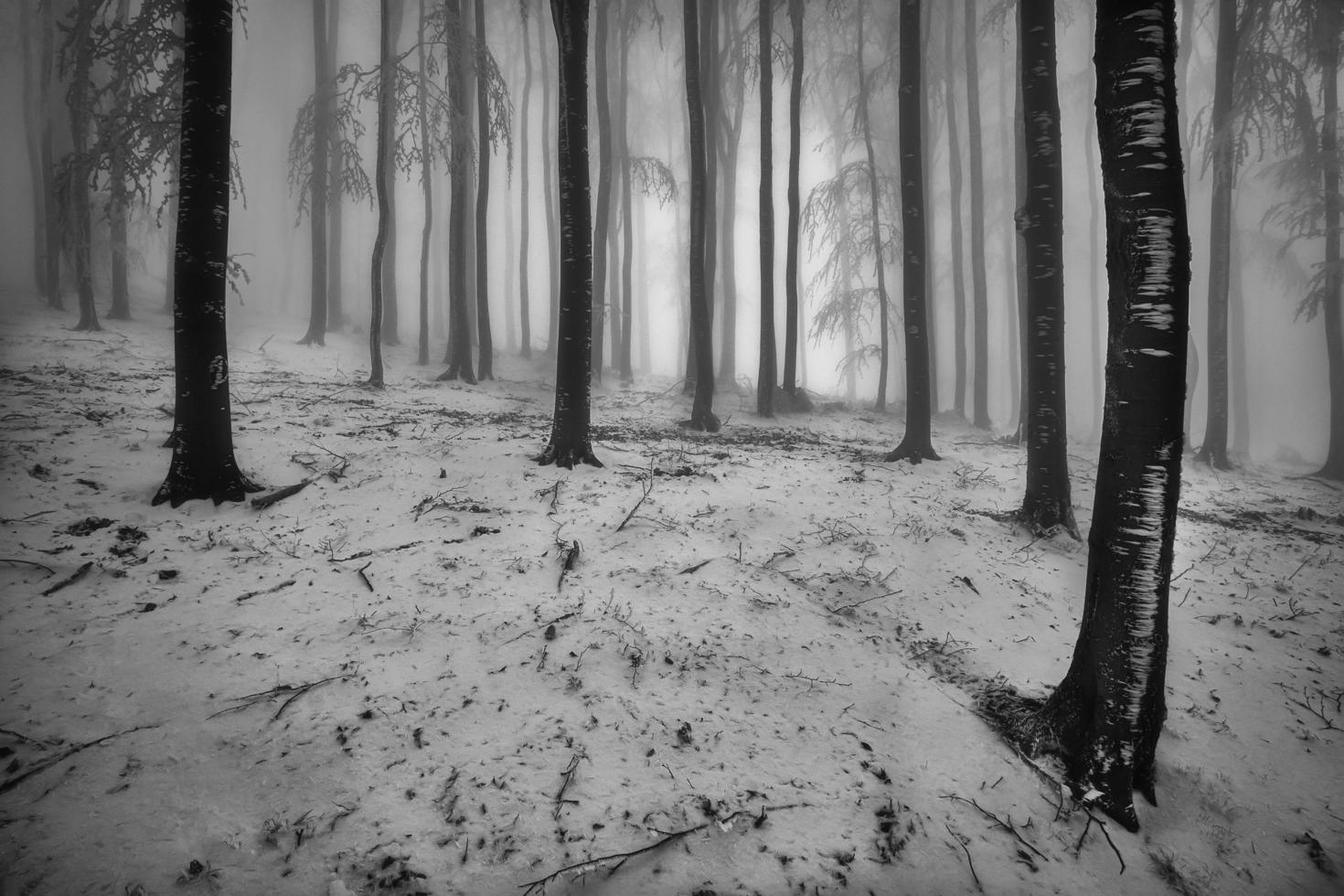 Winter beech forest with fog photo