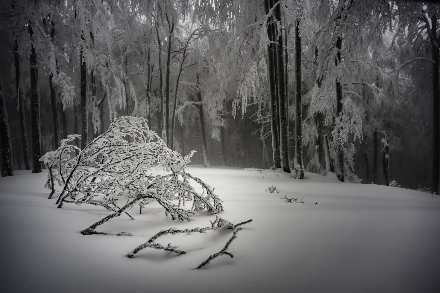 In the winter foggy beech forest photo