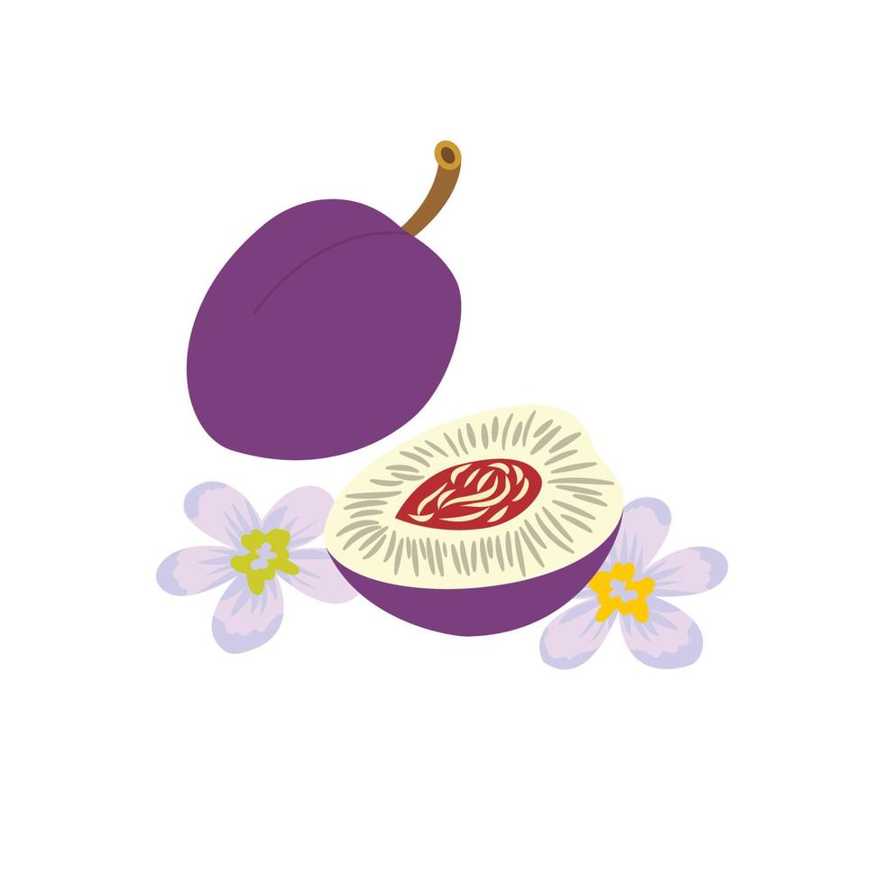 Isolated on a white background, a whole, half plum with seeds and flowers. Illustration in vector format