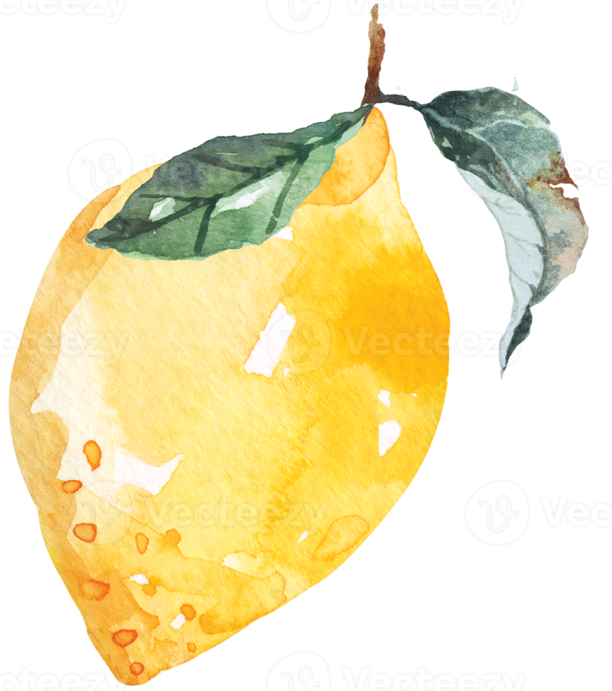 Fresh fruits sliced,lemons drawing with watercolor.Citrus fruits contain vitamin C.Yellow sour lime. png