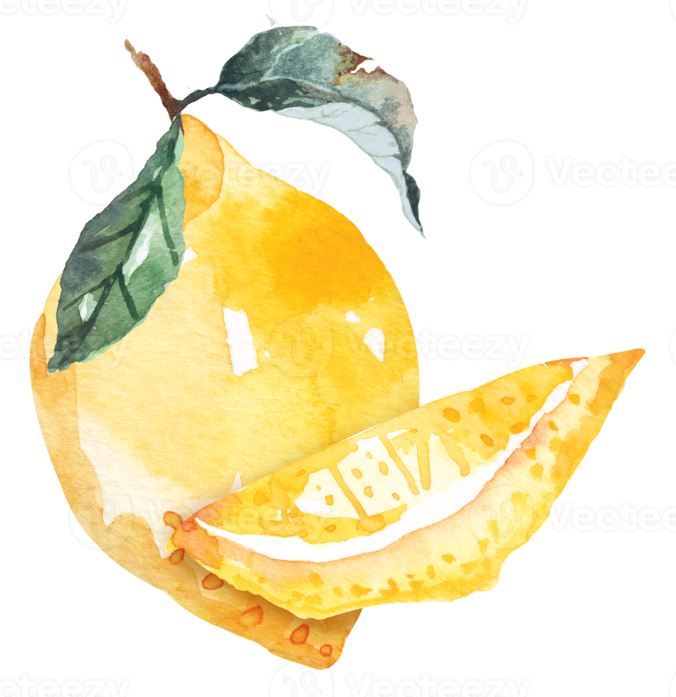 Fresh fruits sliced,lemons drawing with watercolor.Citrus fruits contain vitamin C.Yellow sour lime. png