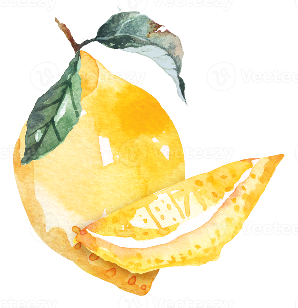 fresco frutta affettato,limoni disegno con acquerello.agrumi frutta contenere vitamina c.giallo acida lime. png