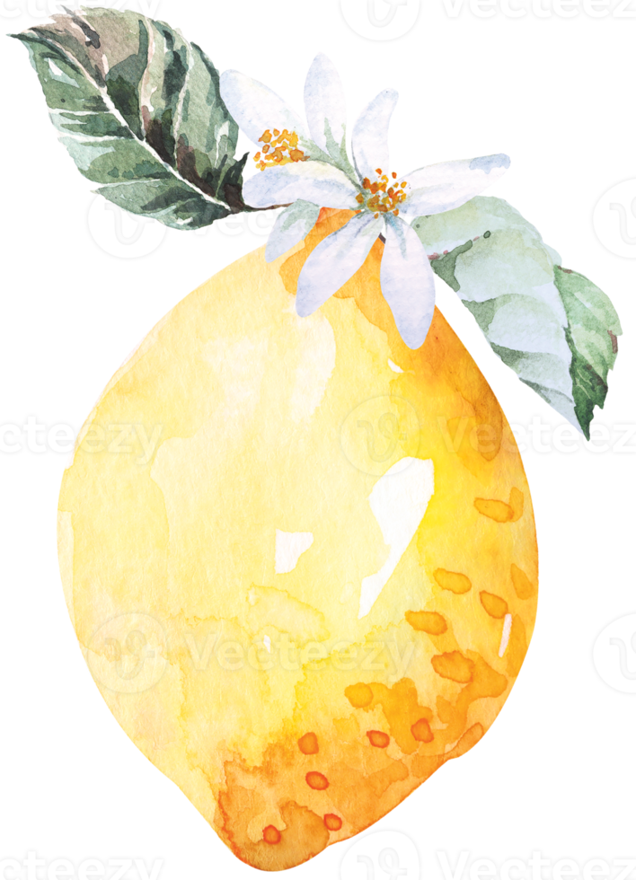 vers fruit gesneden, citroenen tekening met aquarel.citrus fruit bevatten vitamine c.geel verzuren limoen. png