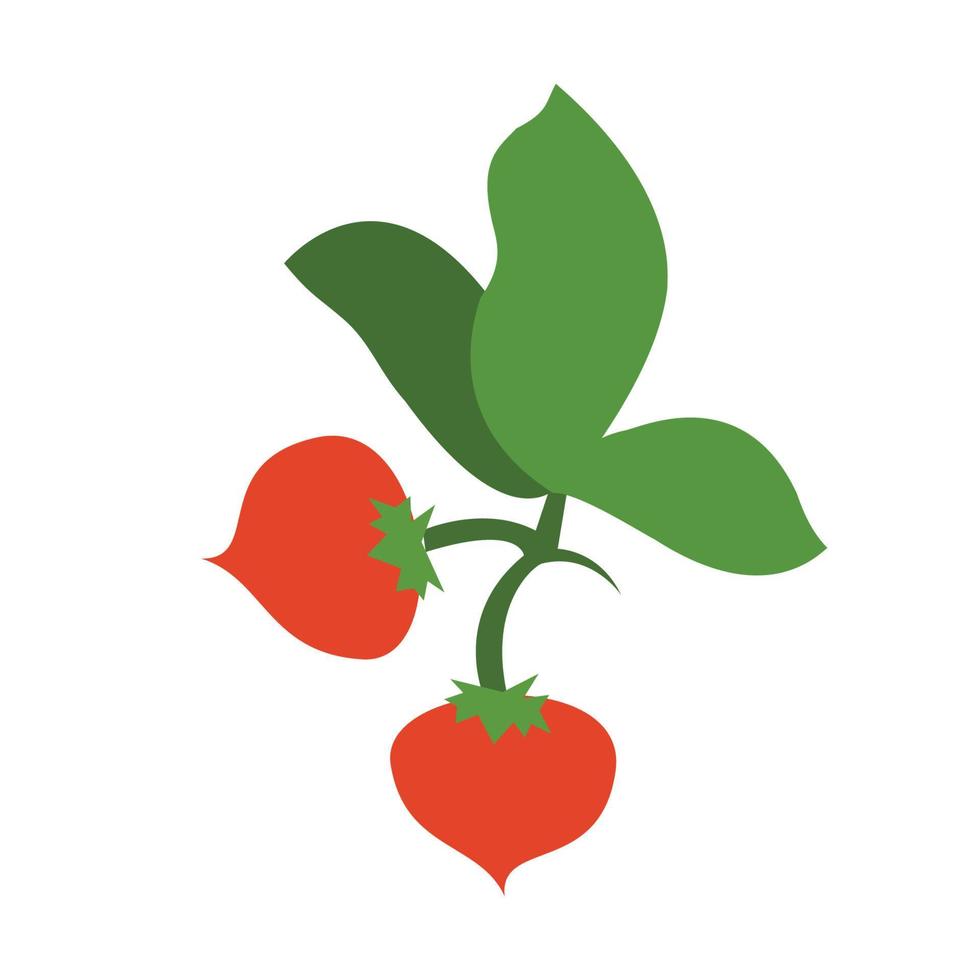 imagen vectorial vegetal roja, hay dos tomates con un icono de hoja. vector