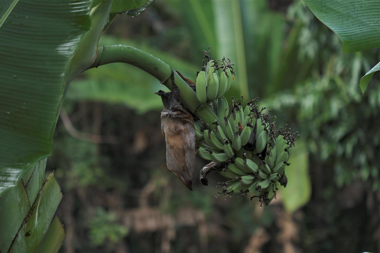 Photo of Banana fruit on farm