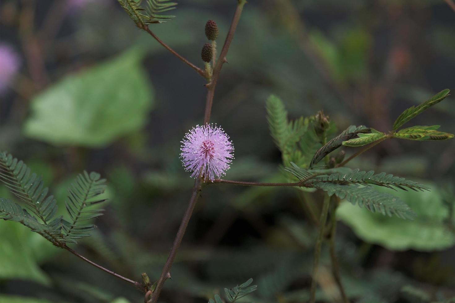 Sensitive plant scientifically known as Mimosa pudica is a creeping annual or perennial herb which is also known as Touch-me-not photo