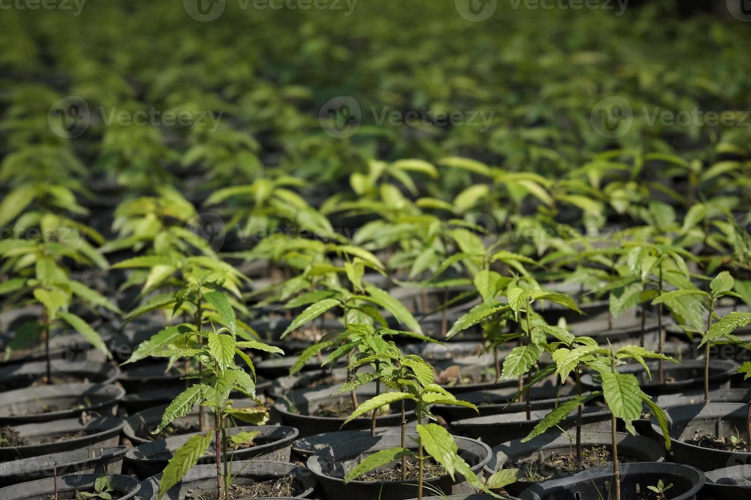 Tree seeds that have grown and are ready to be planted in the nursery photo