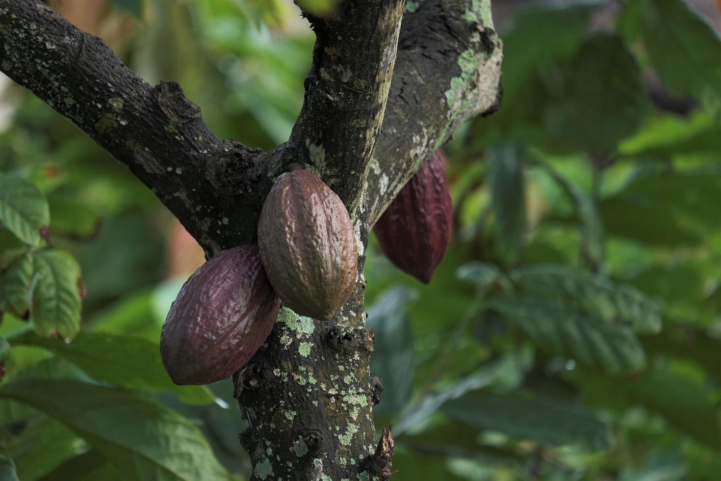 vainas de cacao o frutos de cacao en la granja de cacao foto