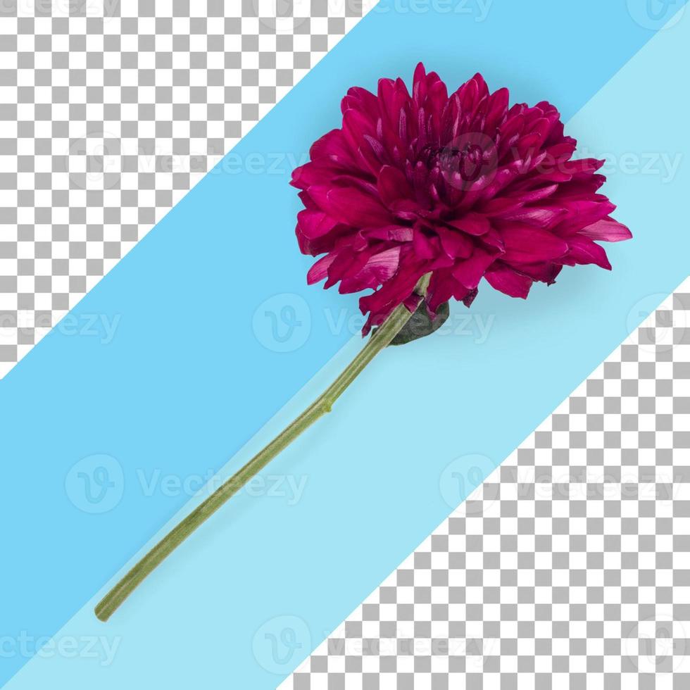 Top up view isolated maroon flower photo