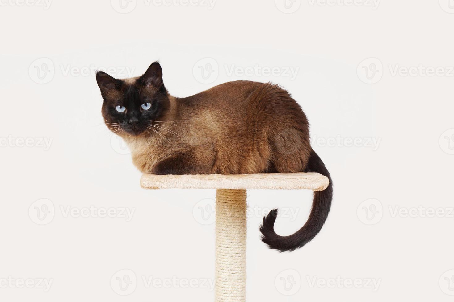 siamese cat resting on platform photo