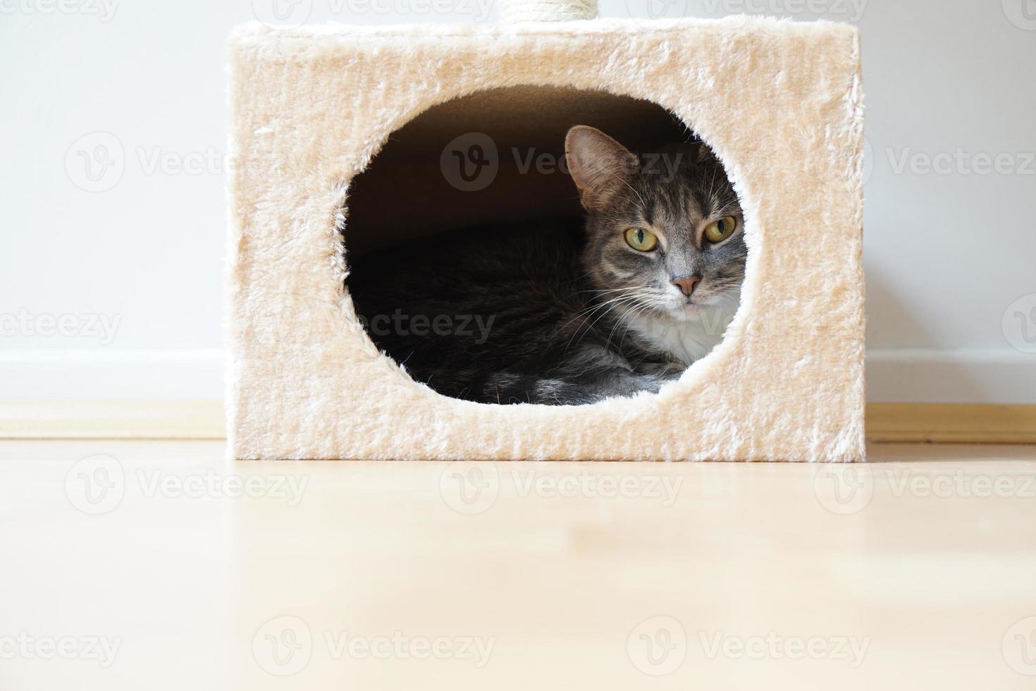 cat in box shaped hideaway photo