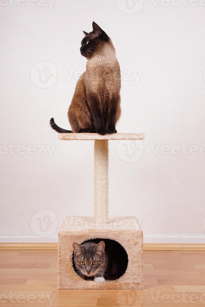 two cats on cat tree photo