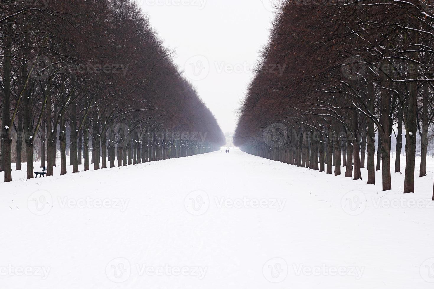 snow covered alley in winter photo