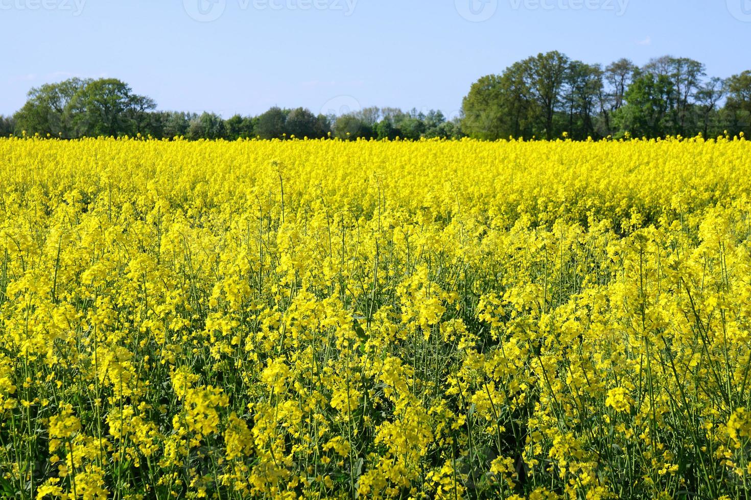 rapeseed or canola field photo
