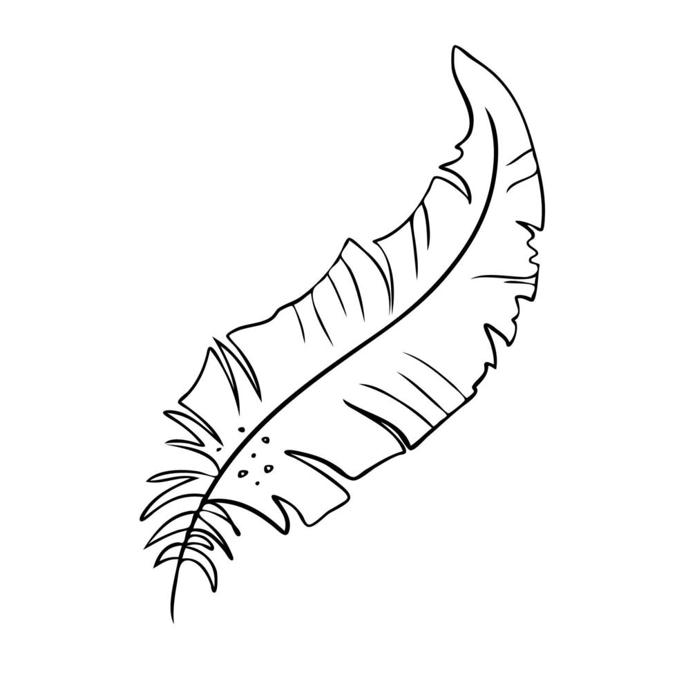 Feather of birds. Black and white feather silhouette for logo vector hand drawn set.